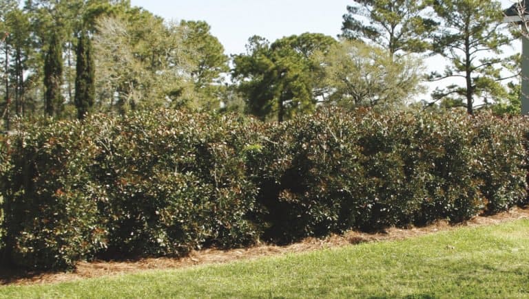 Montague Cleyera shrub growing along a property line forming a natural privacy fence between neighbors