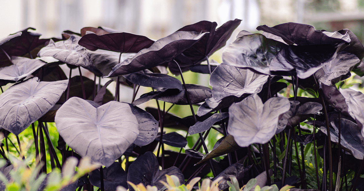 dark purple colocasia elephant ear