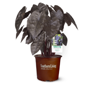 Black Ripple Colocasia in brown Southern Living Plant Collection pot