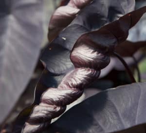 Black Ripple Colocasia