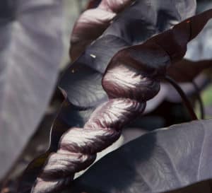 Black Ripple Colocasia