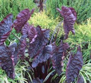 Black Colocasia