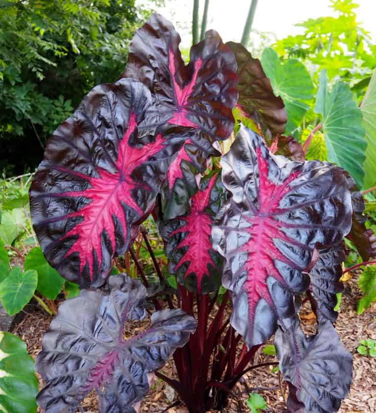 Redemption™ Colocasia