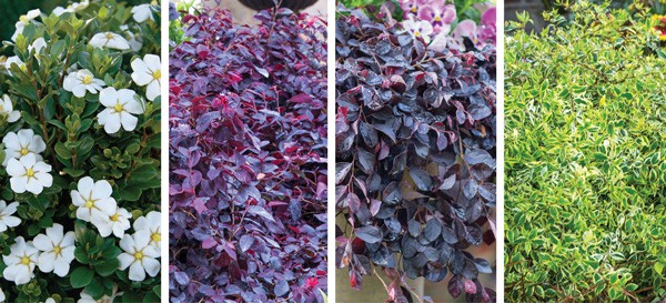 Color Calendar 2018 5 May