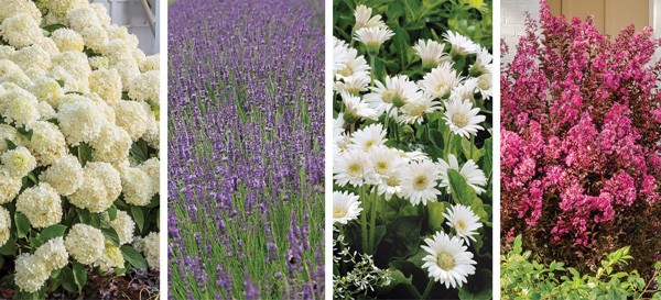 Color Calendar 2018 6 June