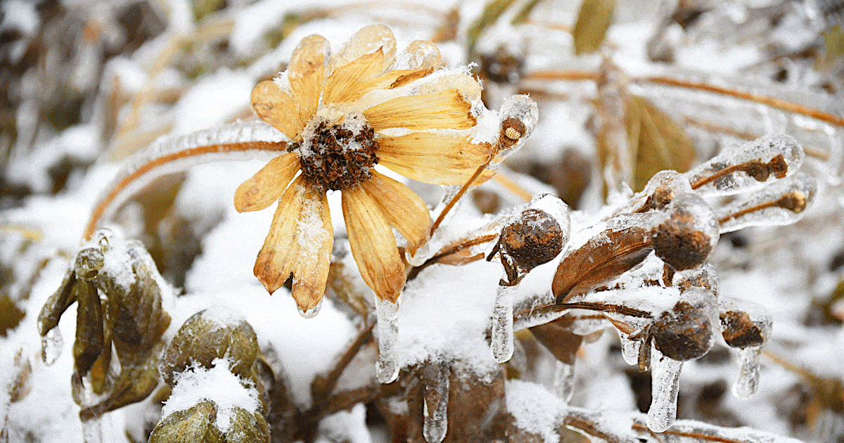 coneflower in winter