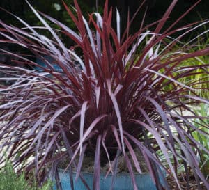 Design-A-Line Cordyline in a blue pot in yard landscape