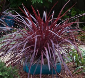 Design-A-Line Cordyline in a blue pot in yard landscape