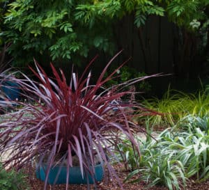 Design-A-Line Cordyline with rich purple slender foliage