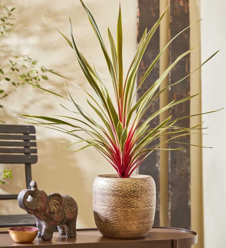 A potted Cordyline Magic Star plant with long, narrow green leaves and red stems sits on a table next to a small elephant sculpture. A chair is visible in the background.