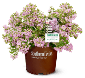 Early Bird Lavender Crapemyrtle clipped, potted, and tagged
