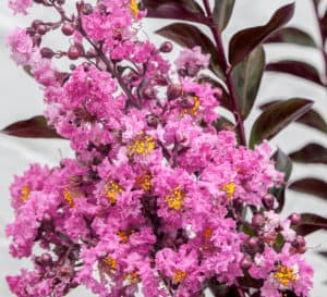 Delta Fuchsia Crapemyrtle with brilliant fuchsia blooms