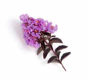 A hedge row of Delta Eclipse Crapemyrtle grow straight and tall along a white picket fence