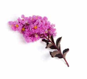 Delta Fuchsia bloom on a white background