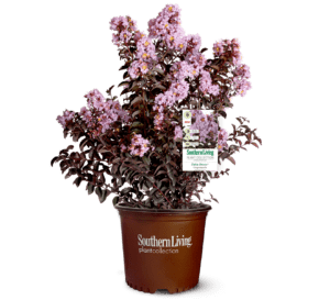 clipped, potted and tagged Delta Breeze Crapemyrtle
