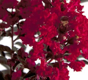 Close-up of bright red blooms of Delta Flame Crapemyrtle and its dark burgundy foliage