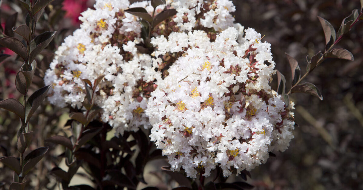Close-up of white blooms of Delta Moonlight Crapemyrtle and its dark burgundy foliage