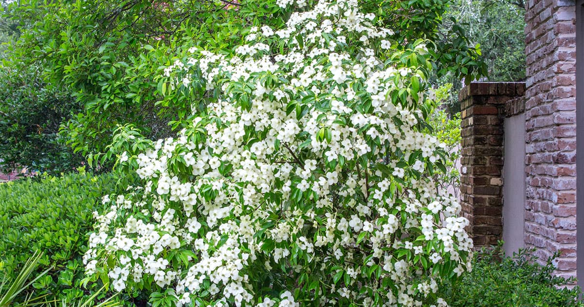Empress of China Dogwood tree covered in hundreds of four petaled blooms