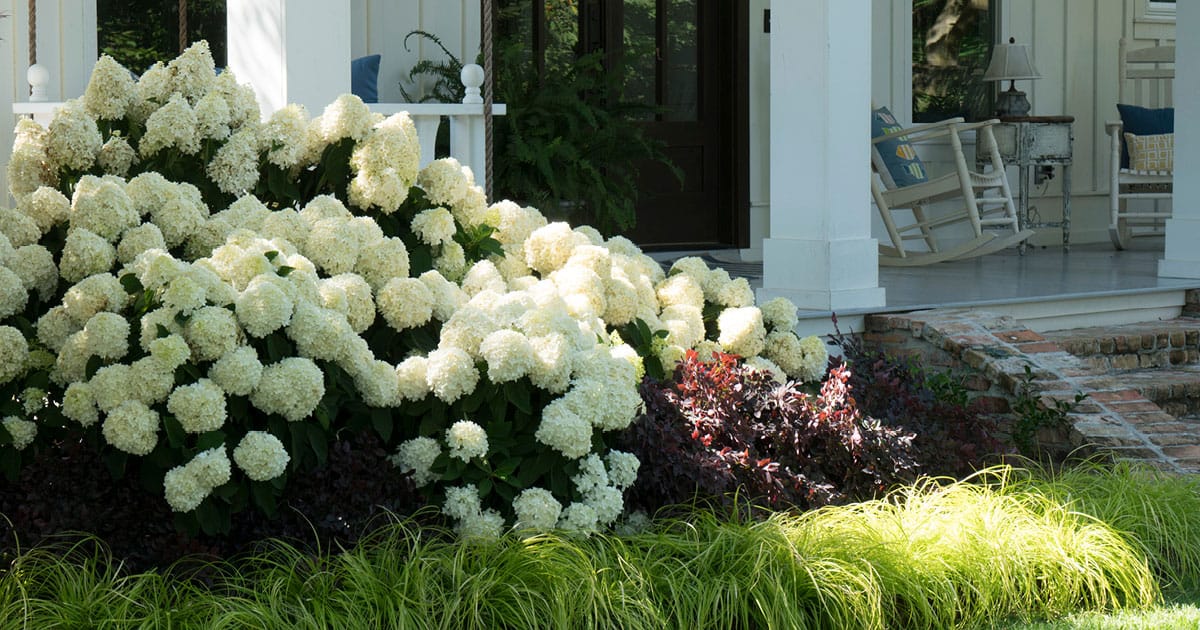 Abundant Moon Dance Hydrangeas in front yard landscape
