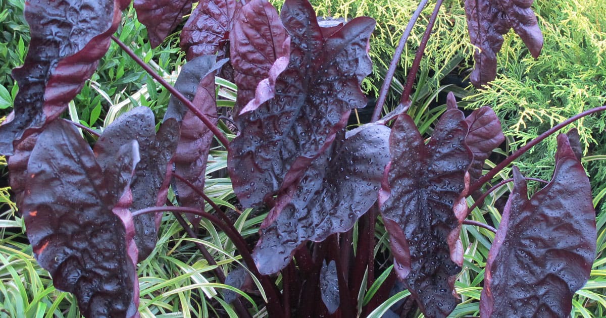 Heucherella in garden with green foliage