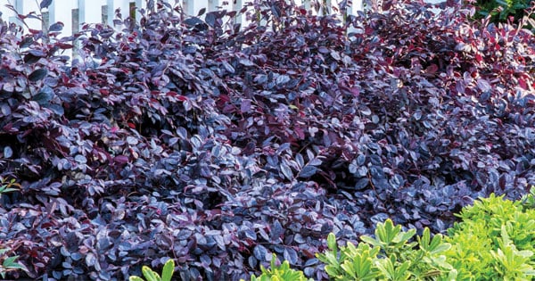 Create Big Garden Appeal
