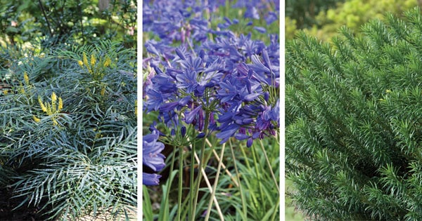 Create Big Garden Appeal 2