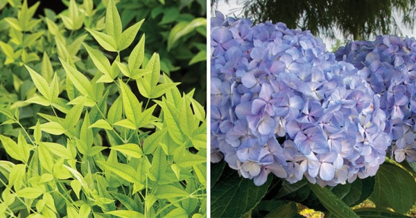 Create Big Garden Appeal 4