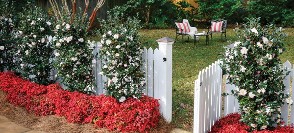 Creative Curb Appeal 3