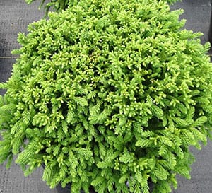 close up of Dragon Prince Cryptomeria