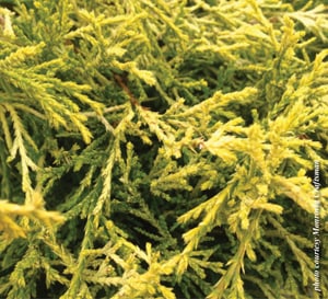 Paul's Gold Chamaecyparis with cascading gold foliage