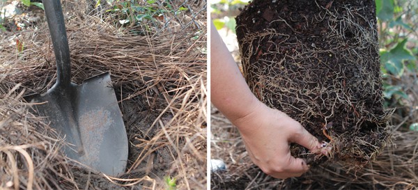DIY Fence Line