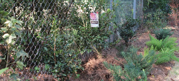 DIY Fence Line3
