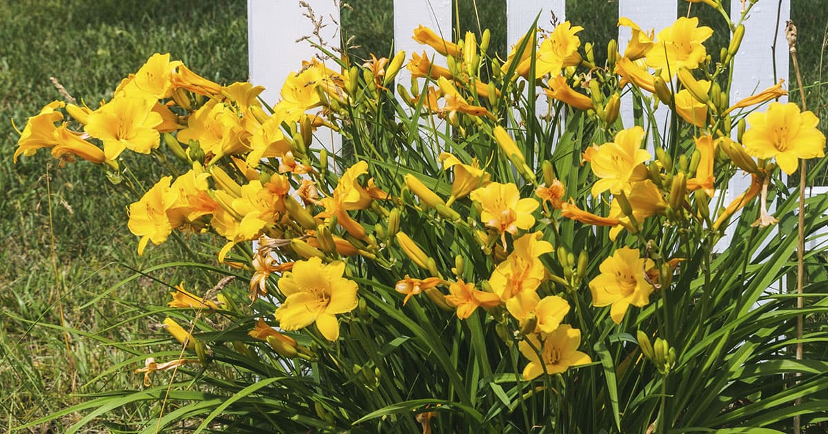 Stella Daylily, light orange blooms with evergreen leaves in front of white picket fence