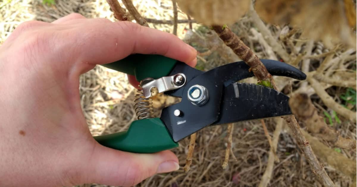 Female holding pruners and making a horizontal cut into Hydrangea stem