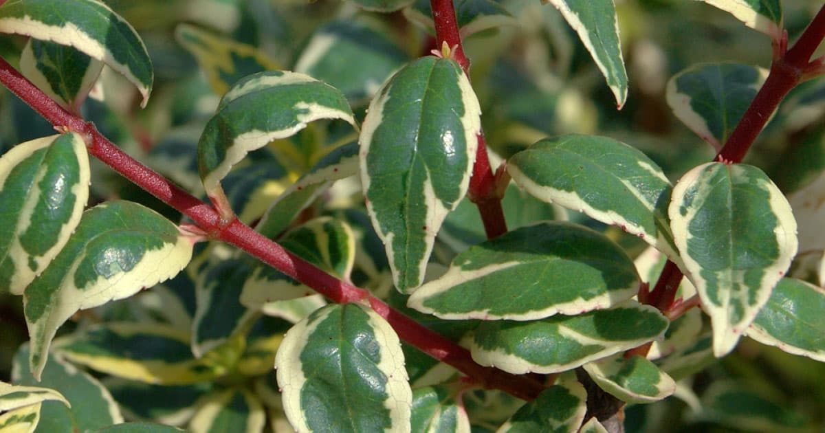 Close up Radiance Abelia with green and white variegated foliage