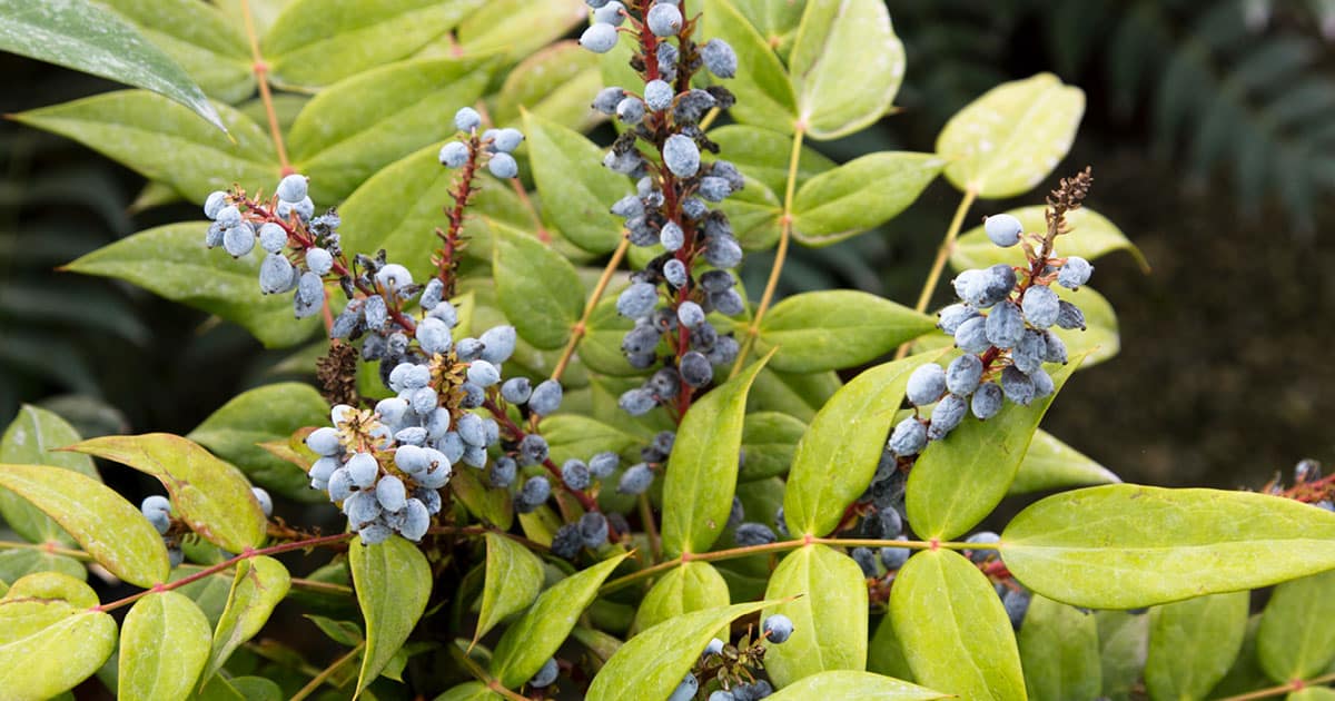 Blue waxy berries on red stems amongst medium green foliage of Marvel Mahonia