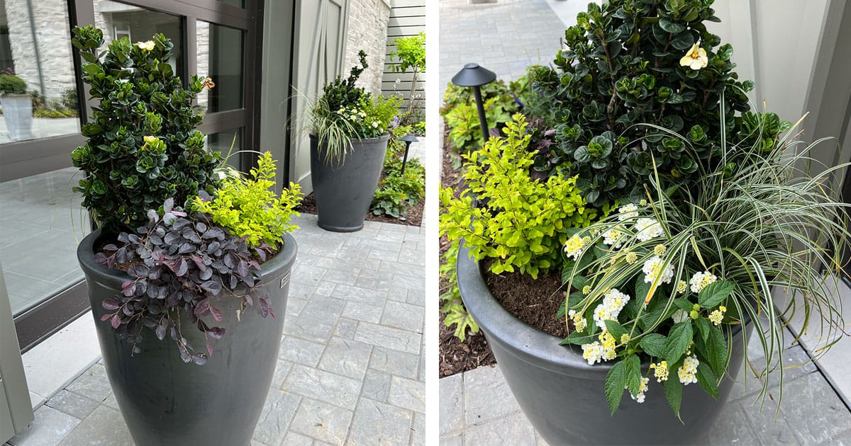 Container gardens with Diamond Spire Gardenia, Sunshine Ligustrum, and lantana