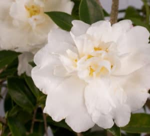Close-up on informal double white blooms with yellow centers of Diana Camellia