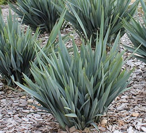 Clarity Blue Dianella with sturdy green foliage in yard landscape
