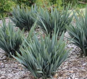 Clarity Blue Dianella with sturdy green foliage in yard landscape