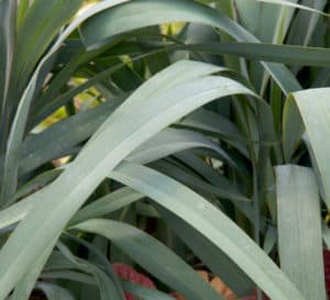 Close up of Clarity Blue Dianella with sturdy green foliage