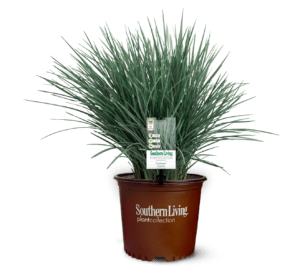 Clipped, potted, and tagged Coolvista Dianella