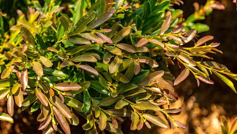 Extreme close-up on a single branch of Cast in Bronze Distylium shows bronze new growth on the tips and the older dark green leaves at the base