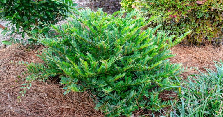 Jewel Box Distylium from Southern Living