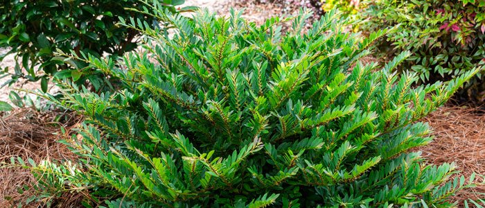 Home Gardener Planting in Fall