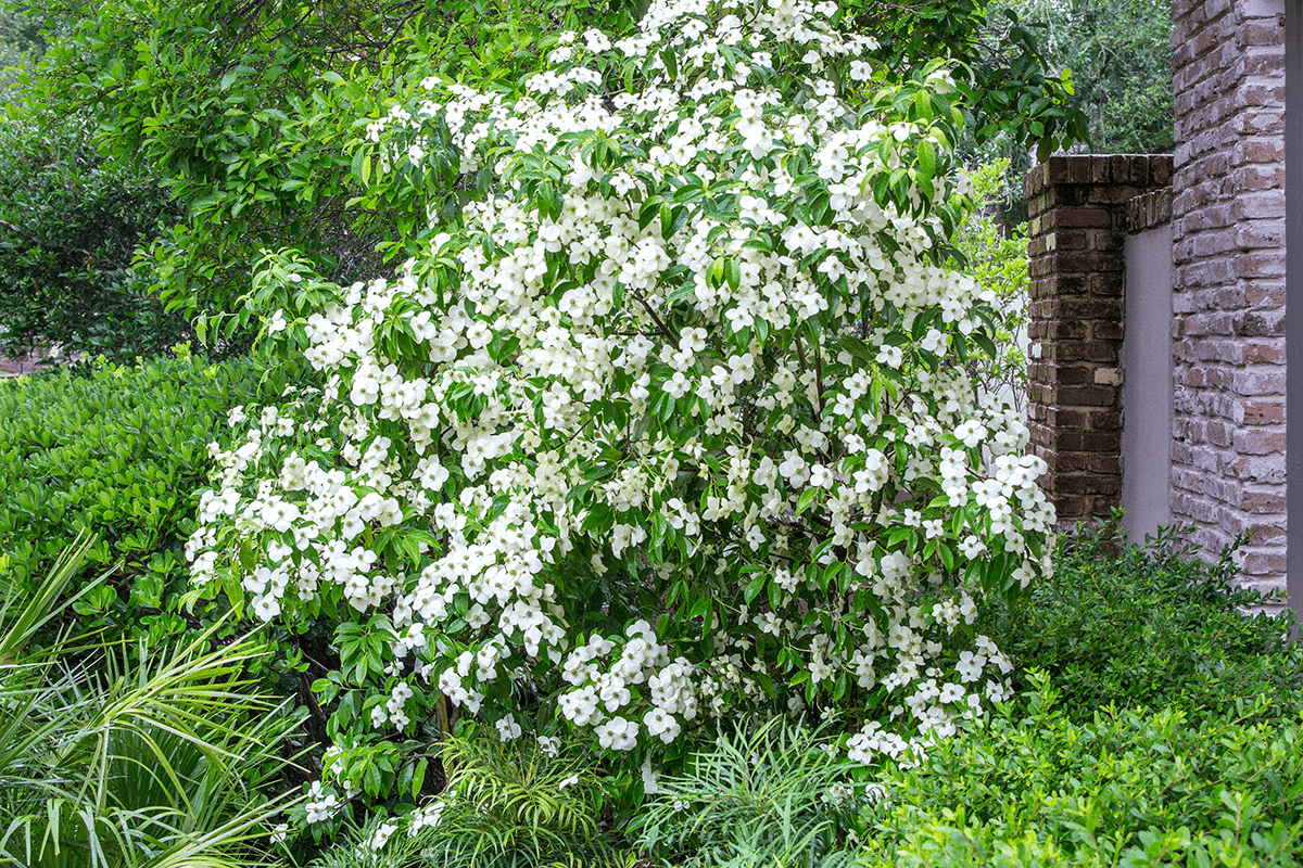 Empress of China Dogwood tree covered in hundreds of four petaled blooms