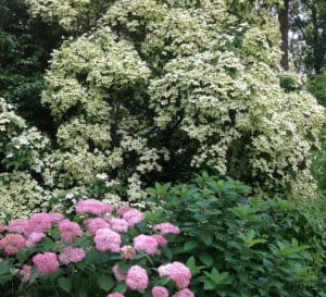 Empress of China Dogwood tree covered in hundreds of four petaled blooms