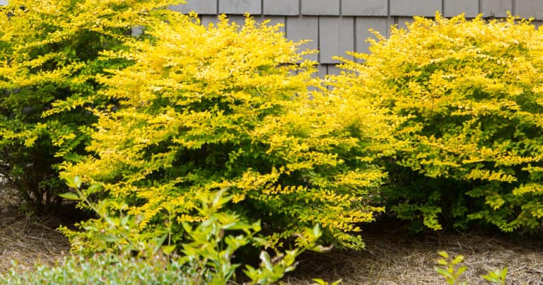 Sunshine Ligustrum shrubs planted as a trio their foliage shining bright as the sun