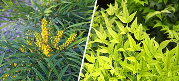 Images of Soft Caress Mahonia and Lemon LIme Nandina side by side