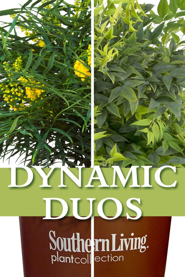 Soft Caress Mahonia and Lemon Lime Nandina plants in brown Southern Living plant Collection plastic pots with text saying Dynamic Duos